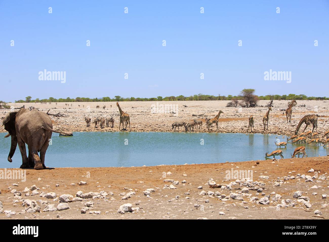 Ein sehr geschäftiges Wasserloch, das von verschiedenen Tieren wie Elefanten, Giraffen, Zebras, Oryx und Springböcken wimmelt, vor einem blassblauen klaren Himmel. Etosha Nat Stockfoto