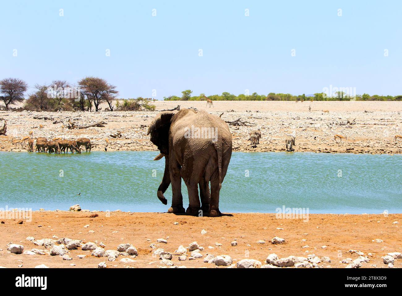 Rückansicht eines afrikanischen Elefanten an einem Wasserloch mit einer kleinen Kudu-Herde auf der gegenüberliegenden Seite Stockfoto