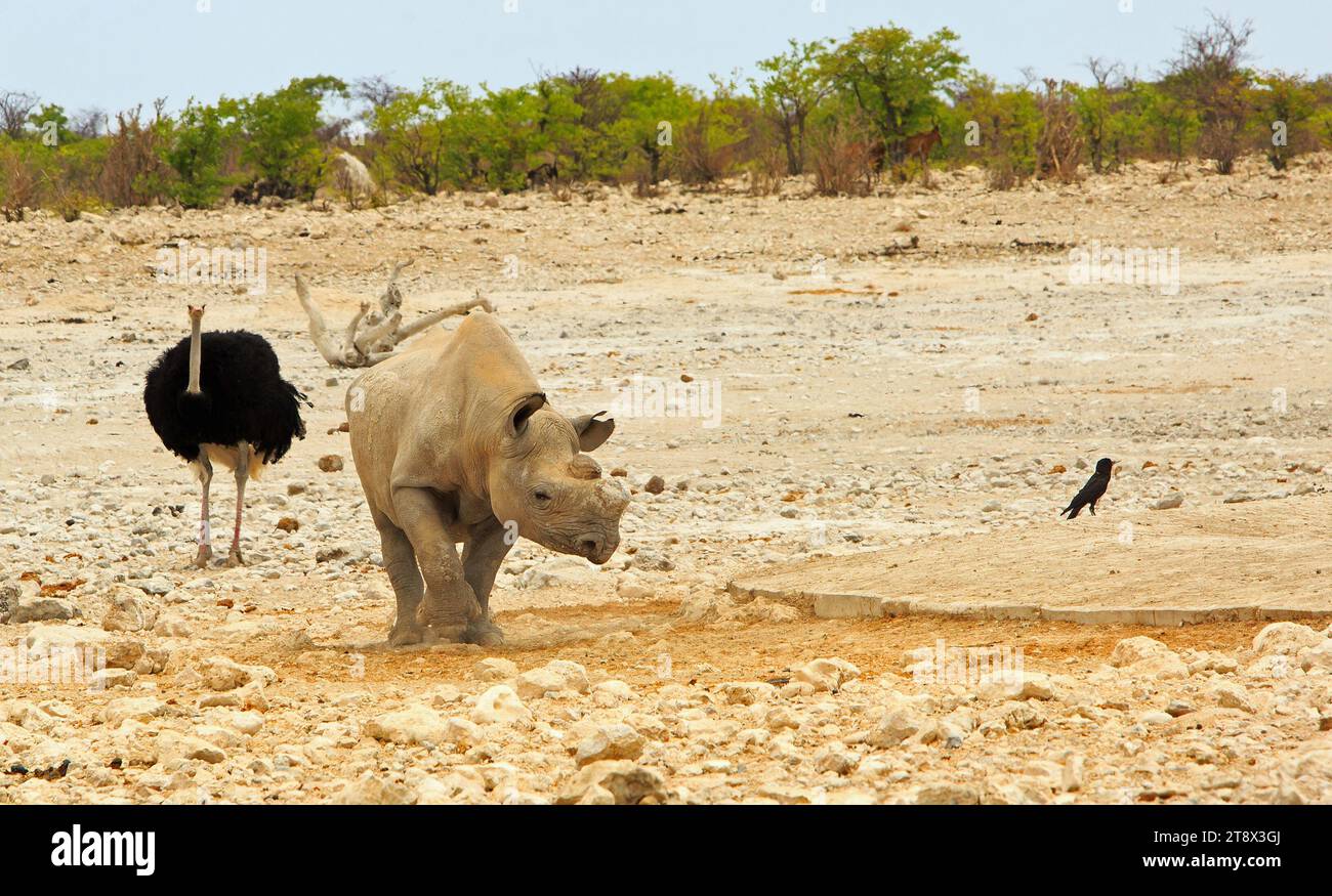 Schwarzes Nashorn mit abgeschnittenem Horn (zum Schutz vor Wilderei), gesehen im Rtosha Nationalpark, mit einem schwarzen männlichen Strauß im Hintergrund - Westseite von Stockfoto