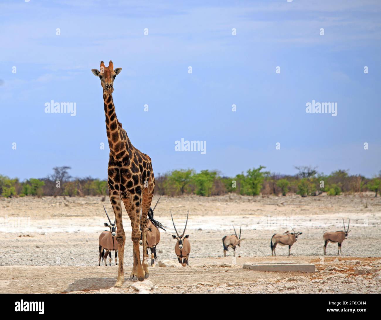 Eine große Erwachsene Giraffe an einem Wasserloch in Etosha mit einer kleinen Herde Gemsbok Oryx im Hintergrund Stockfoto