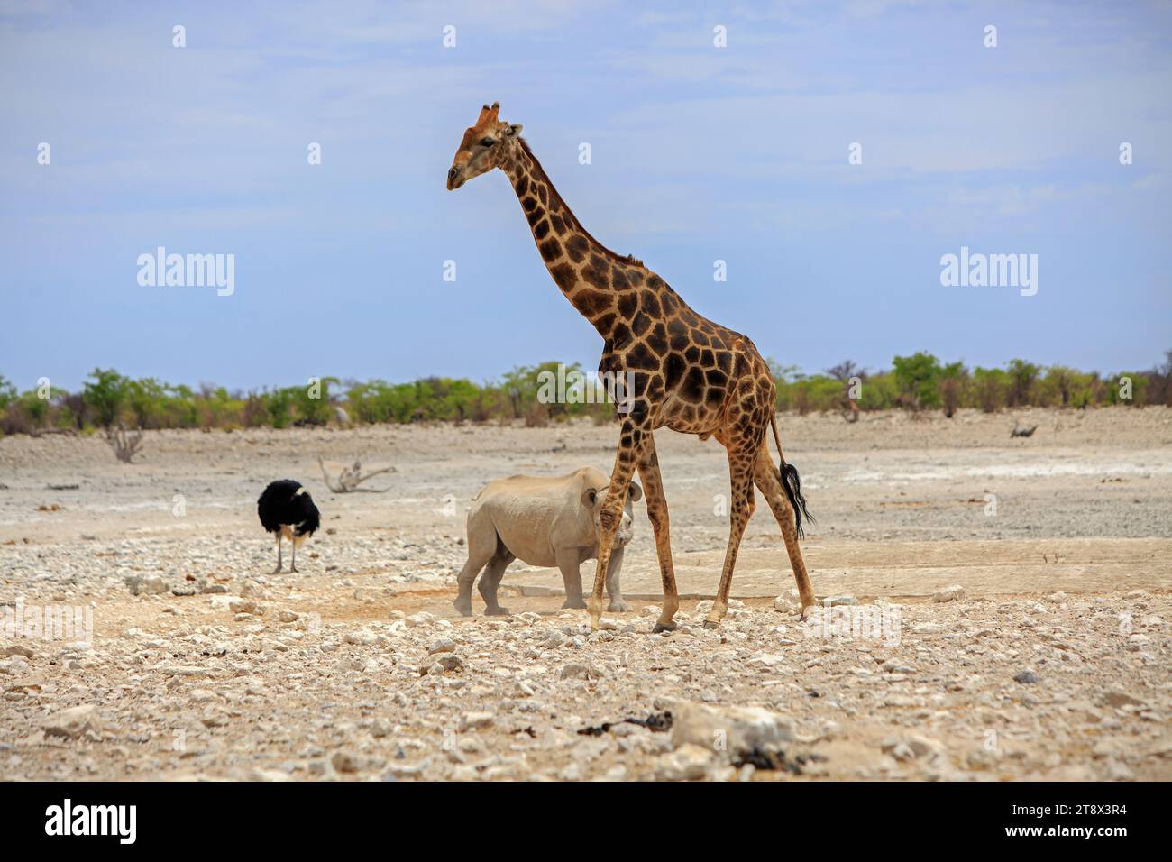Ein schwarzer Rhinozerus, der hinter einer dultigen Giraffe mit einem männlichen schwarzen Strauß im Hintergrund vor einem natürlichen blauen, hellen Himmel geht Stockfoto