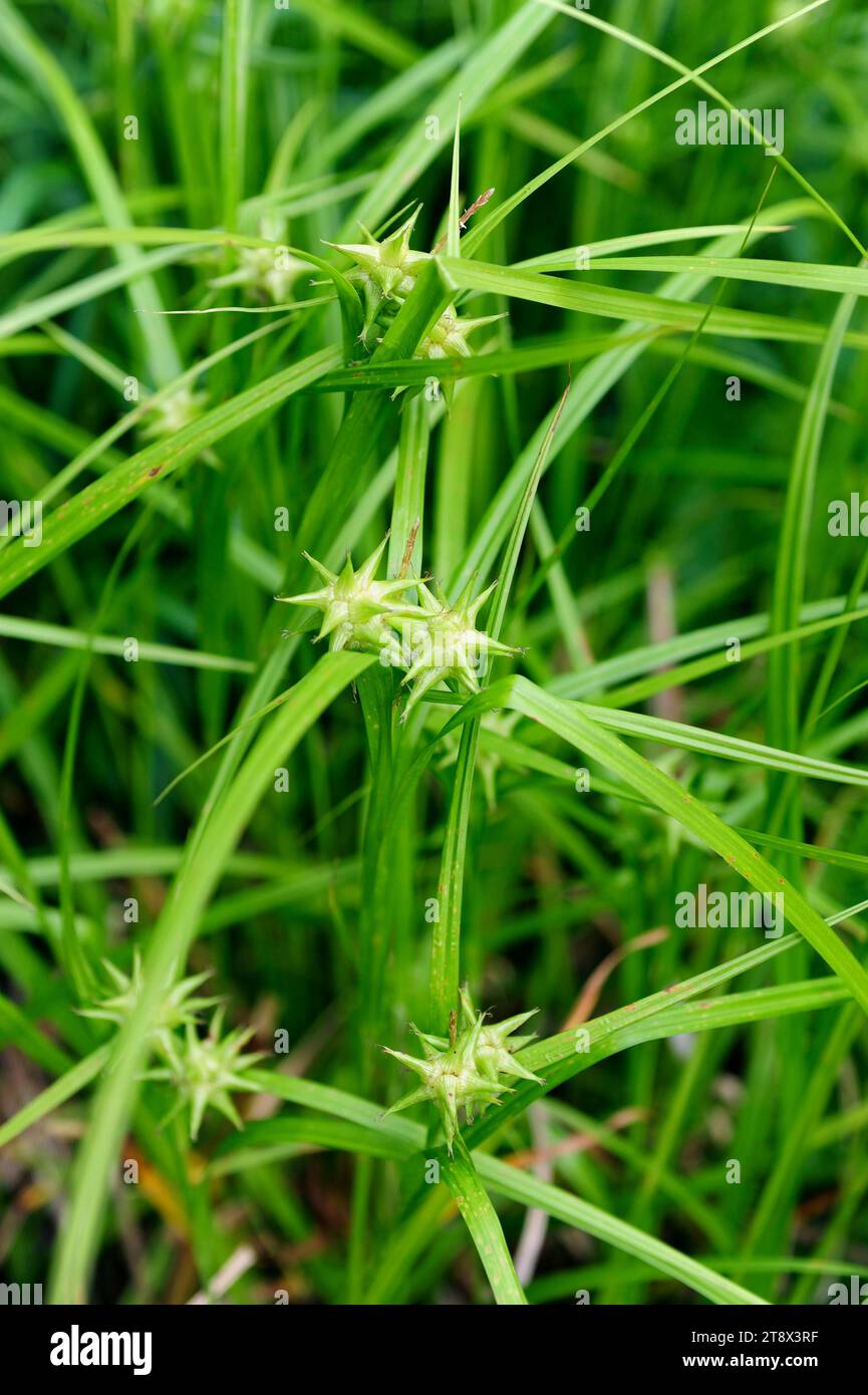 Gray Sedge (Carex greyi) ist eine mehrjährige Pflanze aus dem östlichen Nordamerika. Stockfoto