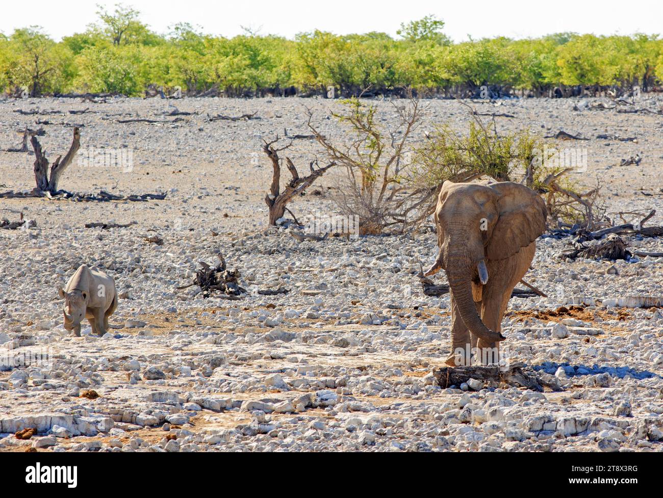 Ein großer afrikanischer Elefant und ein schwarzes Nashorn, der in der Nähe des Etosha National Park, Namibia, spazieren geht - Hitzeschleim ist sichtbar Stockfoto