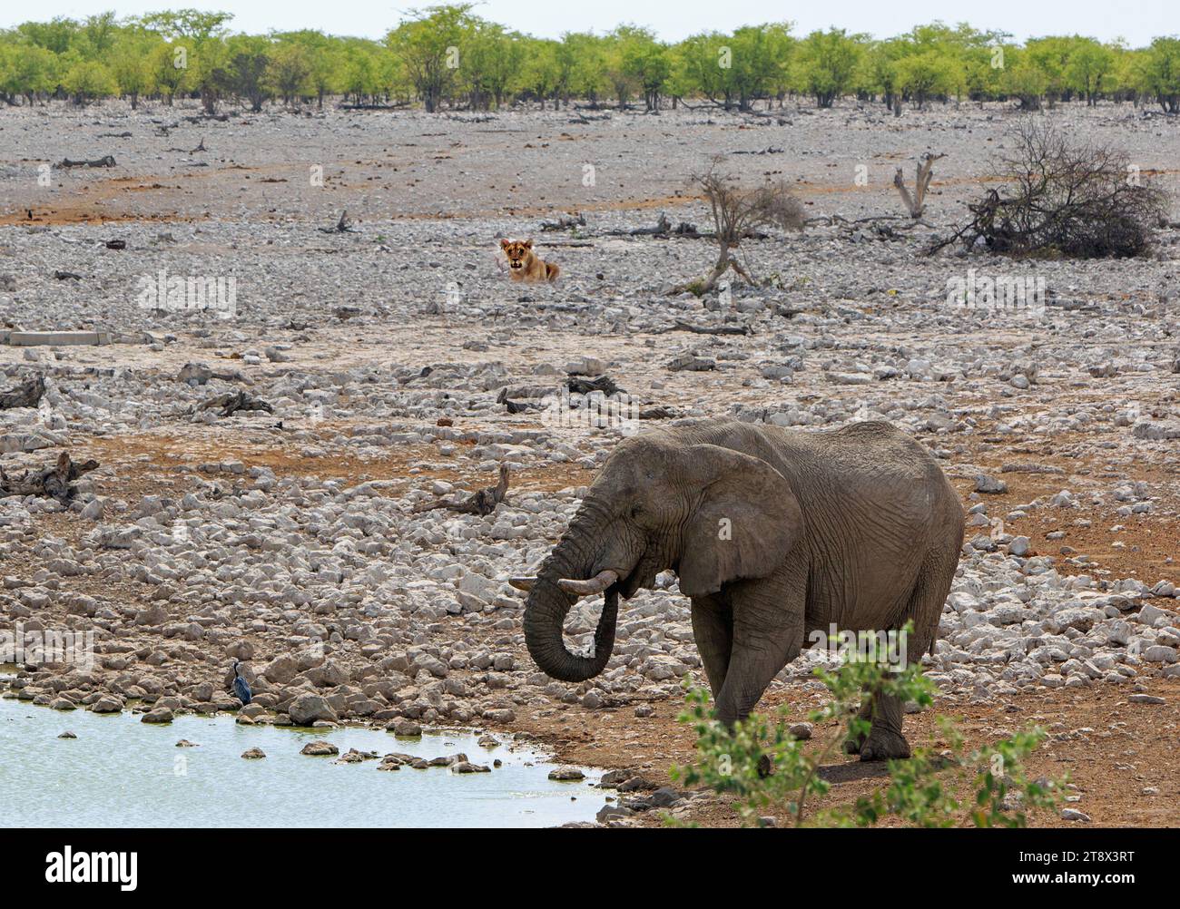 Afrikanischer Elefant trinkt, während eine einsame Löwin im Hintergrund lauert - Okaukeujo - Namibia Stockfoto