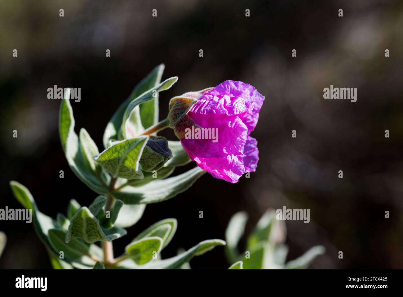 Der Graublättrige Cistus albidus (Cistus albidus) ist ein in Südwesteuropa und Nordwestafrika heimischer Sträucher. Dieses Foto wurde im Garraf Natural Park, B, aufgenommen Stockfoto