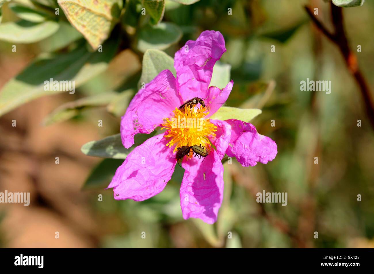 Der Graublättrige Cistus albidus (Cistus albidus) ist ein in Südwesteuropa und Nordwestafrika heimischer Sträucher. Blume mit Käfern. Dieses Foto wurde in L aufgenommen Stockfoto