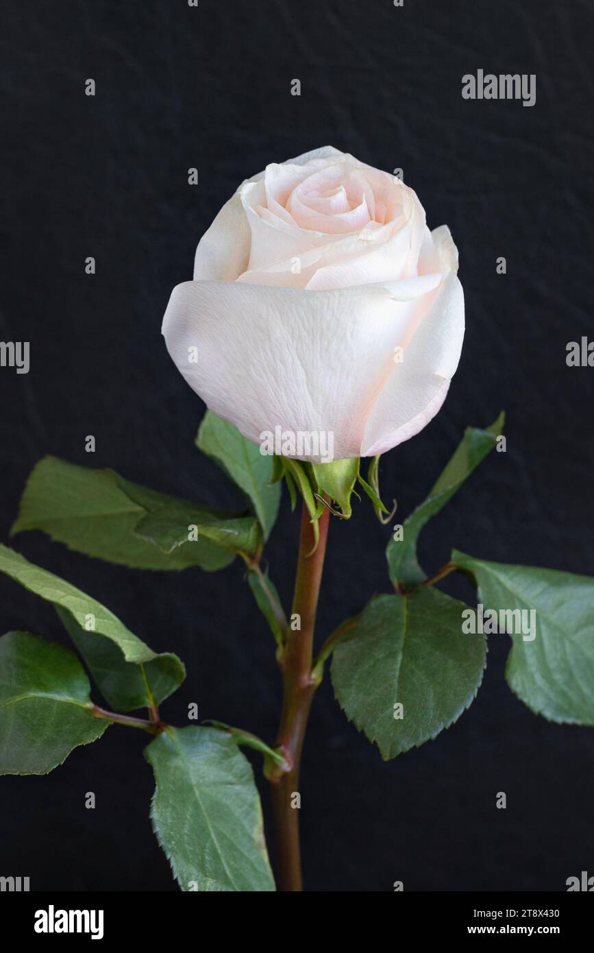Eine schöne weiße Rosenknospe auf einem dünnen grünen Stiel vor einem verschwommenen schwarzen Lederhintergrund. Selektiver Fokus. Stockfoto