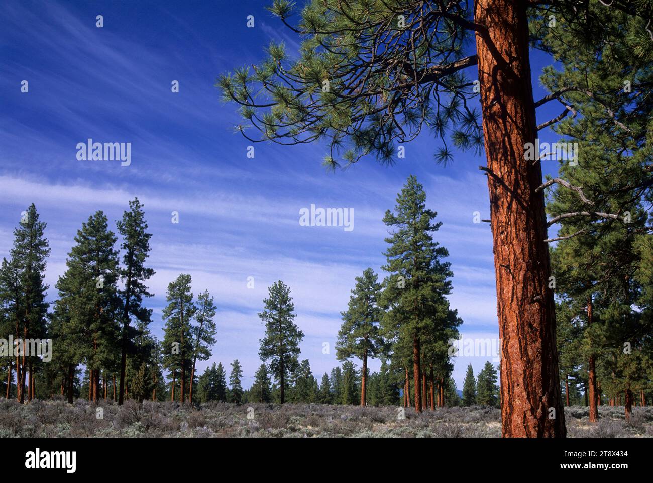 Ponderosa-Kiefer (Pinus ponderosa) am Cabin Lake Campground, Deschutes National Forest, Oregon Stockfoto