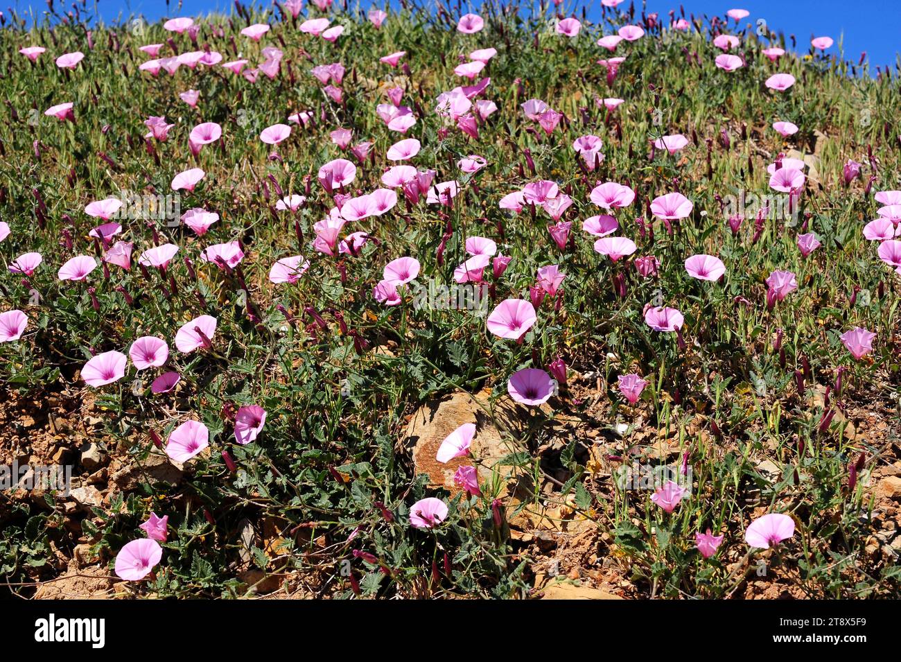 Mallow Bindweed (Convolvulus althaeoides) ist ein mehrjähriges Kraut, das im Mittelmeerbecken beheimatet ist, aber in Kalifornien naturalisiert ist. Dieses Foto war tak Stockfoto