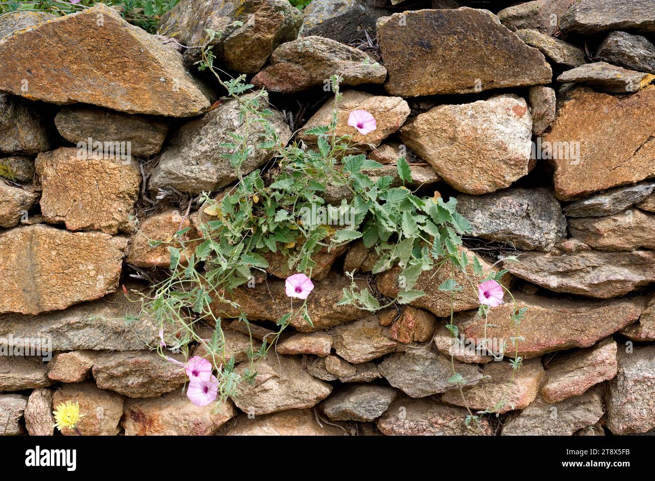 Mallow Bindweed (Convolvulus althaeoides) ist ein mehrjähriges Kraut, das im Mittelmeerbecken beheimatet ist, aber in Kalifornien naturalisiert ist. Dieses Foto war tak Stockfoto