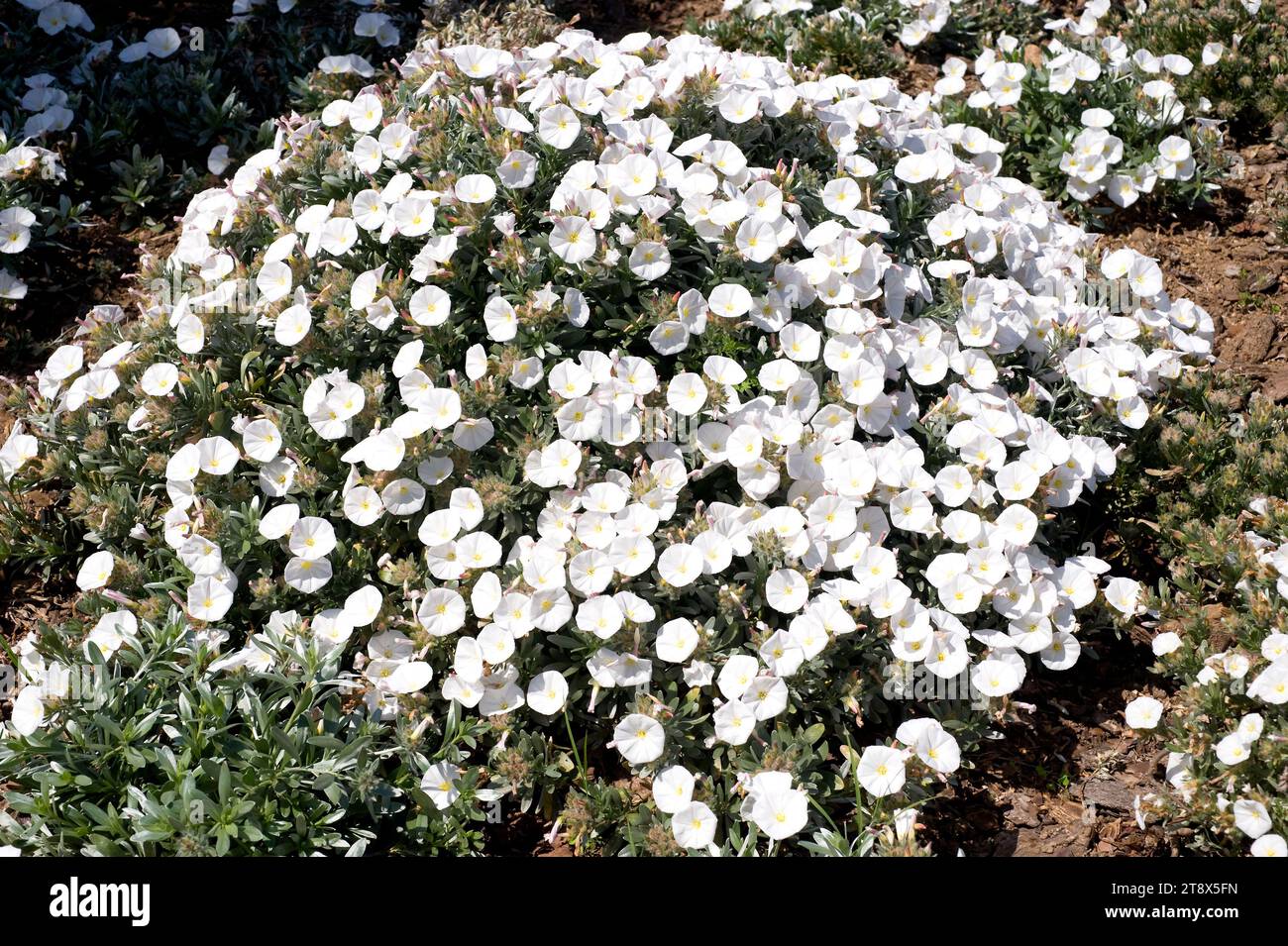 Silverbush (Convolvulus cneorum) ist ein Strauch, der in den Küstenregionen Spaniens, Kroatiens und Italiens beheimatet ist. Stockfoto