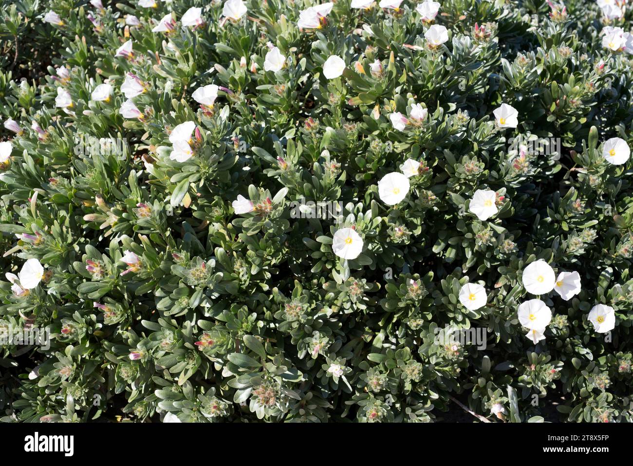 Silverbush (Convolvulus cneorum) ist ein Strauch, der in den Küstenregionen Spaniens, Kroatiens und Italiens beheimatet ist. Stockfoto