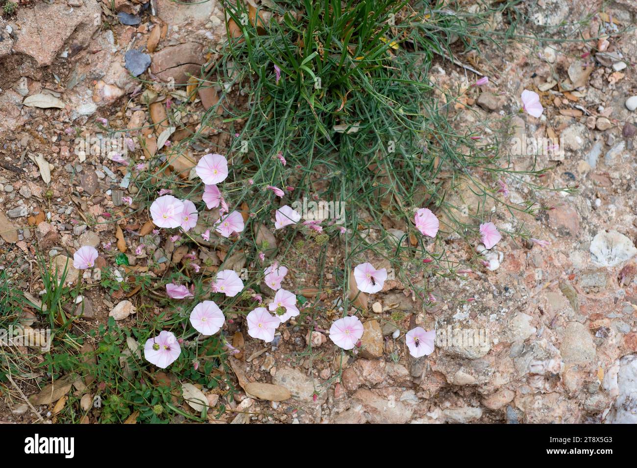 Campanilla espigada (Convolvulus lineatus) ist ein ausdauerndes Kraut aus dem Mittelmeerbecken. Dieses Foto wurde im Montserrat Mountain, Barcelona p Stockfoto