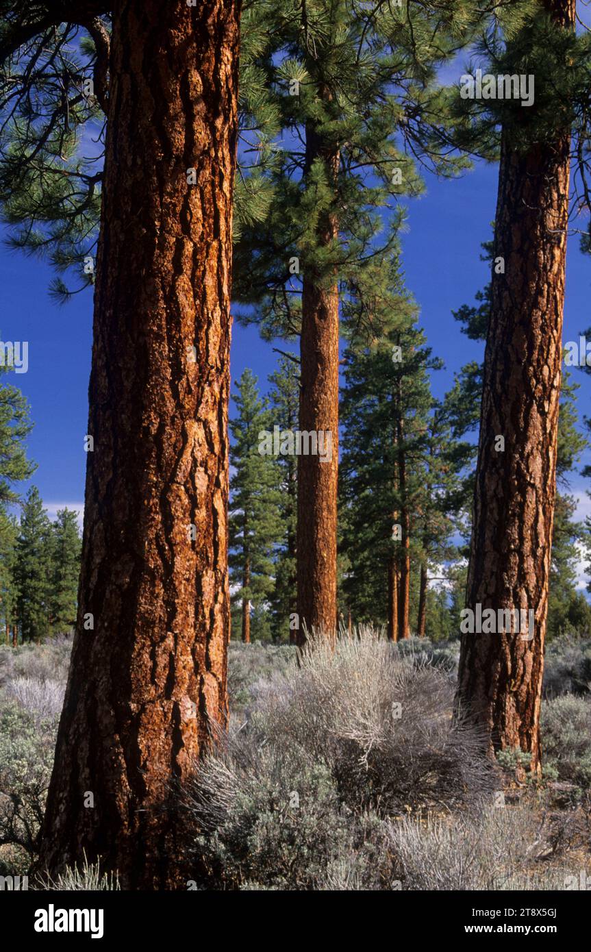 Ponderosa-Kiefer (Pinus ponderosa) am Cabin Lake Campground, Deschutes National Forest, Oregon Stockfoto