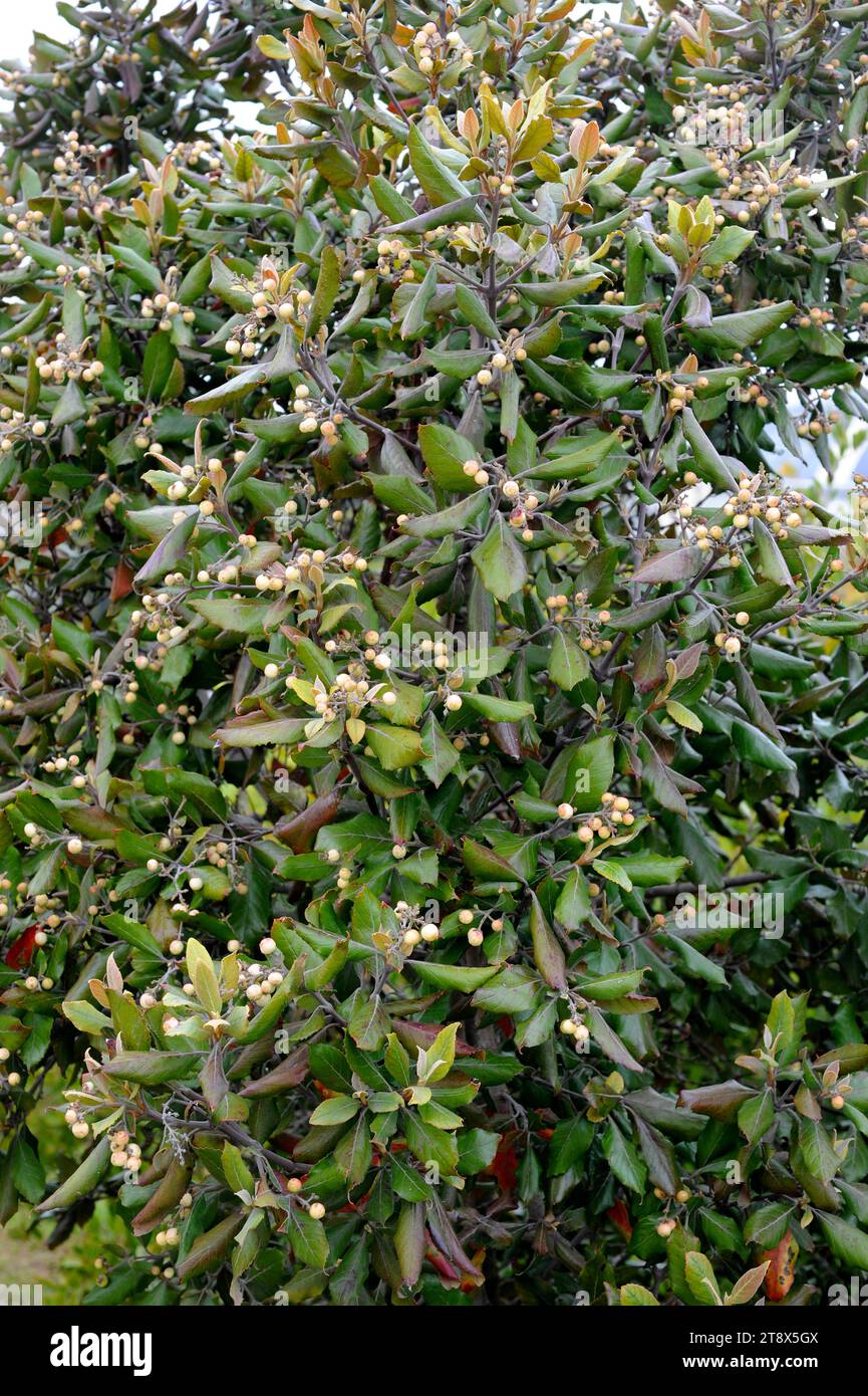 Assegai oder Cape Lancewood (Curtisia dentata) ist ein geschützter Baum aus Südafrika. Stockfoto