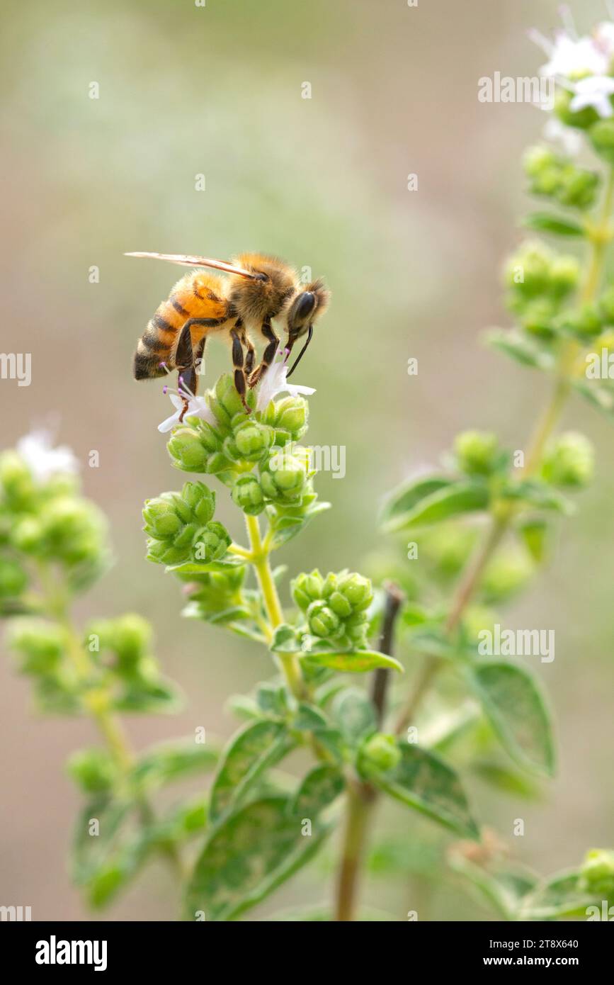 Italien, Lombardei, Bienen sammeln Pollen auf kretischem Oregano, Origanum Onites Stockfoto