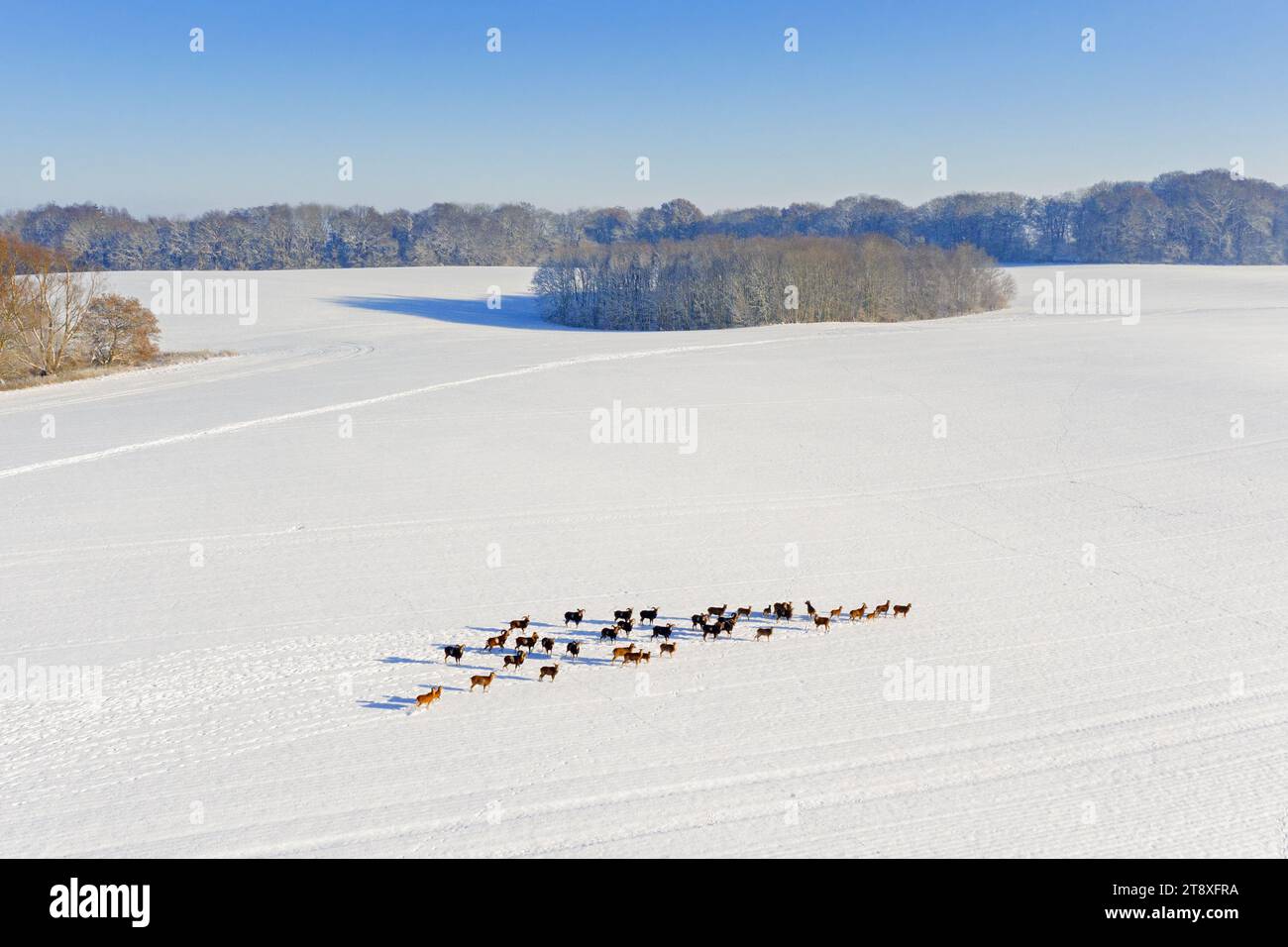 Europäische Mufflons (Ovis aries musimon) Herdenüberquerungsfeld im Schnee im Winter, Schleswig-Holstein, Deutschland Stockfoto