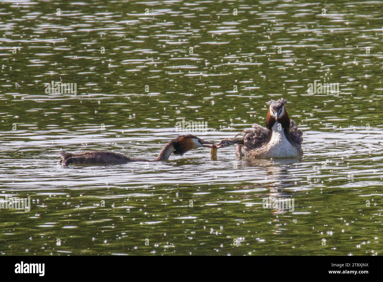 Great Crested Grebe mit Chick Stockfoto