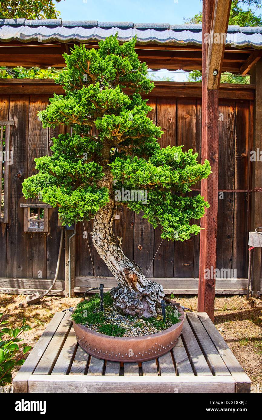 yamaaki bonsai pot Yamaaki main image 0