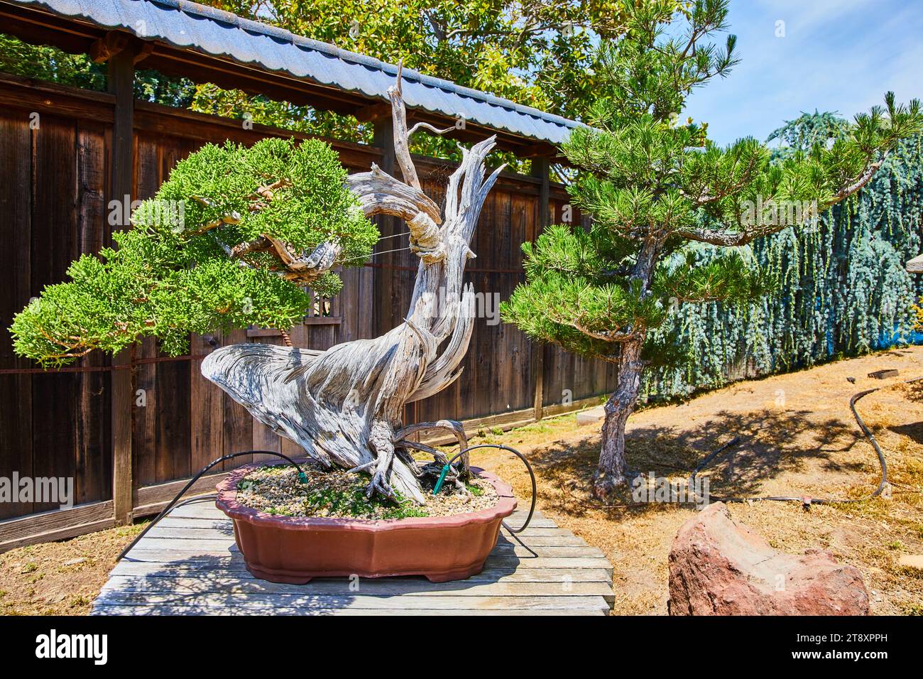Bonsai trocken -Fotos und -Bildmaterial in hoher Auflsung  Alamy