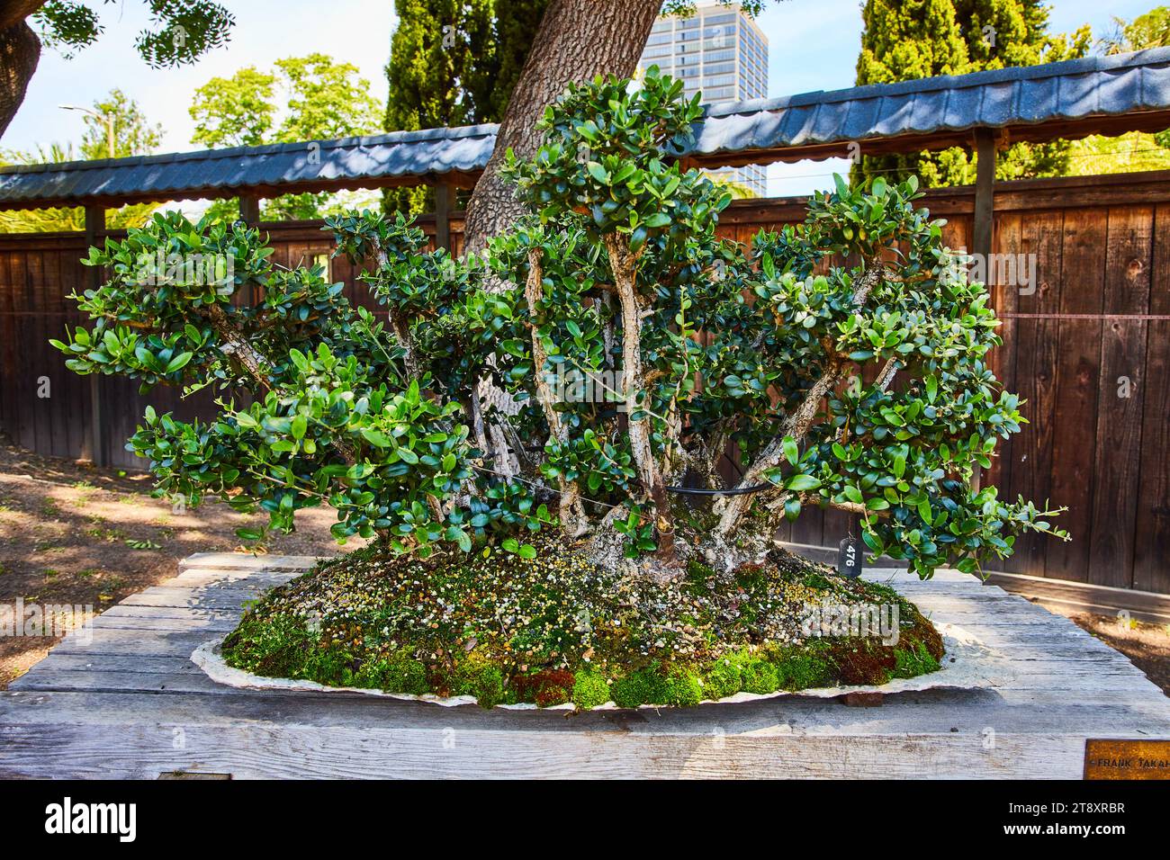 Bonsai waldbume bonsai garten -Fotos und -Bildmaterial in hoher Auflsung   Alamy