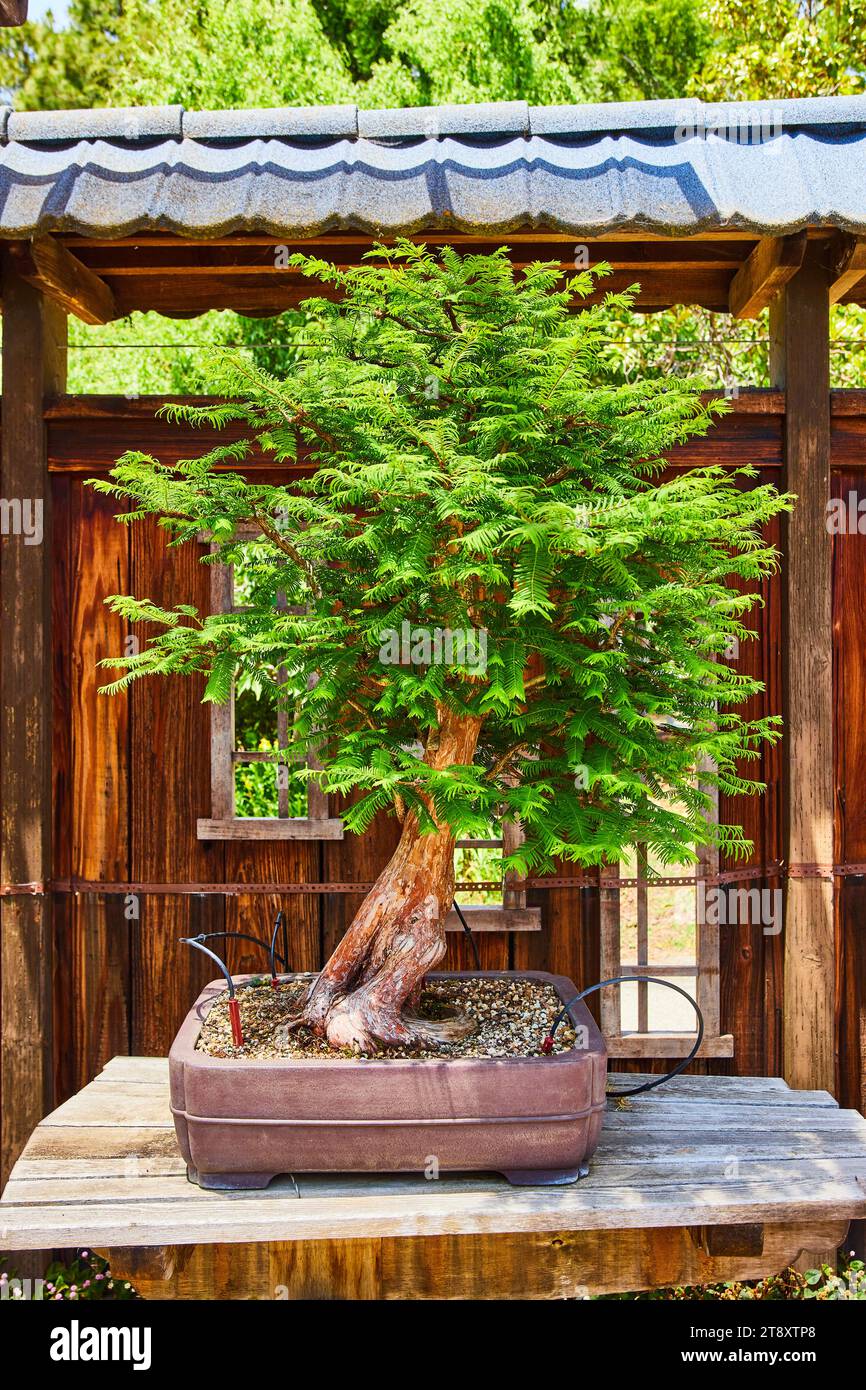 Japanische Bonsai-Pflanze auf dem Tisch in der Nhe des Fensters.  Zen-Atmosphre zu Hause schaffen Stockfotografie - Alamy