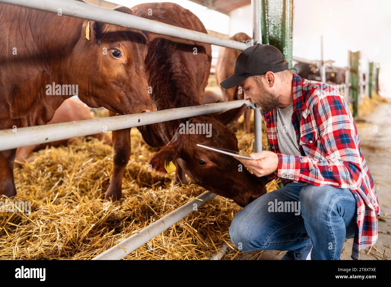 Man Farmer nutzt digitale Tablets auf seiner Viehzucht. Farmer und Kuh auf der Ranch. Rinderinspektion. Stockfoto