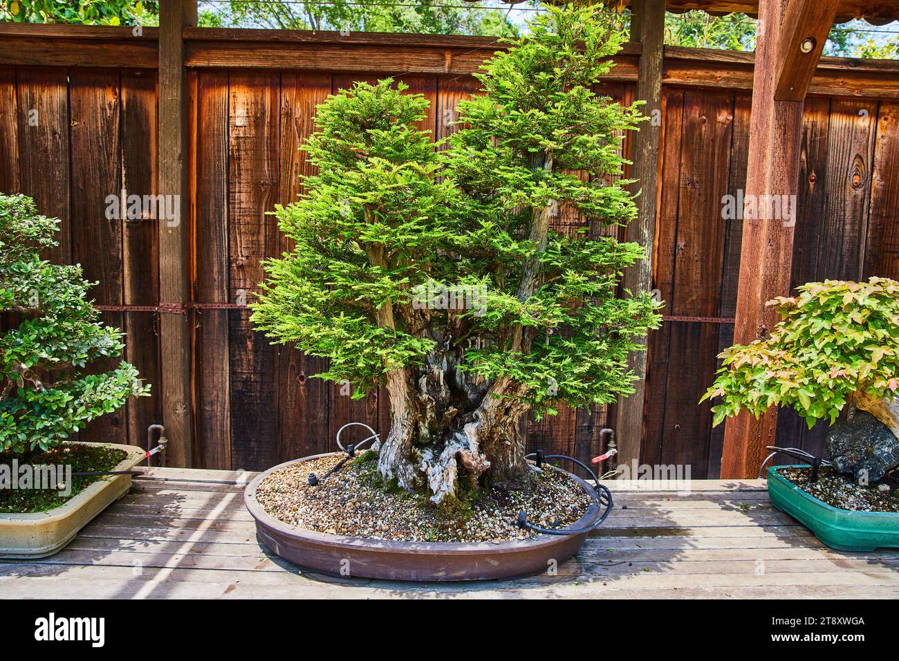 Kleine Bonsai-Bume im Topf auf groen Stein-Platte Tisch in kleinen  japanischen Garten mit Tpfen Bonsai vor Bambuszaun Stockfotografie - Alamy