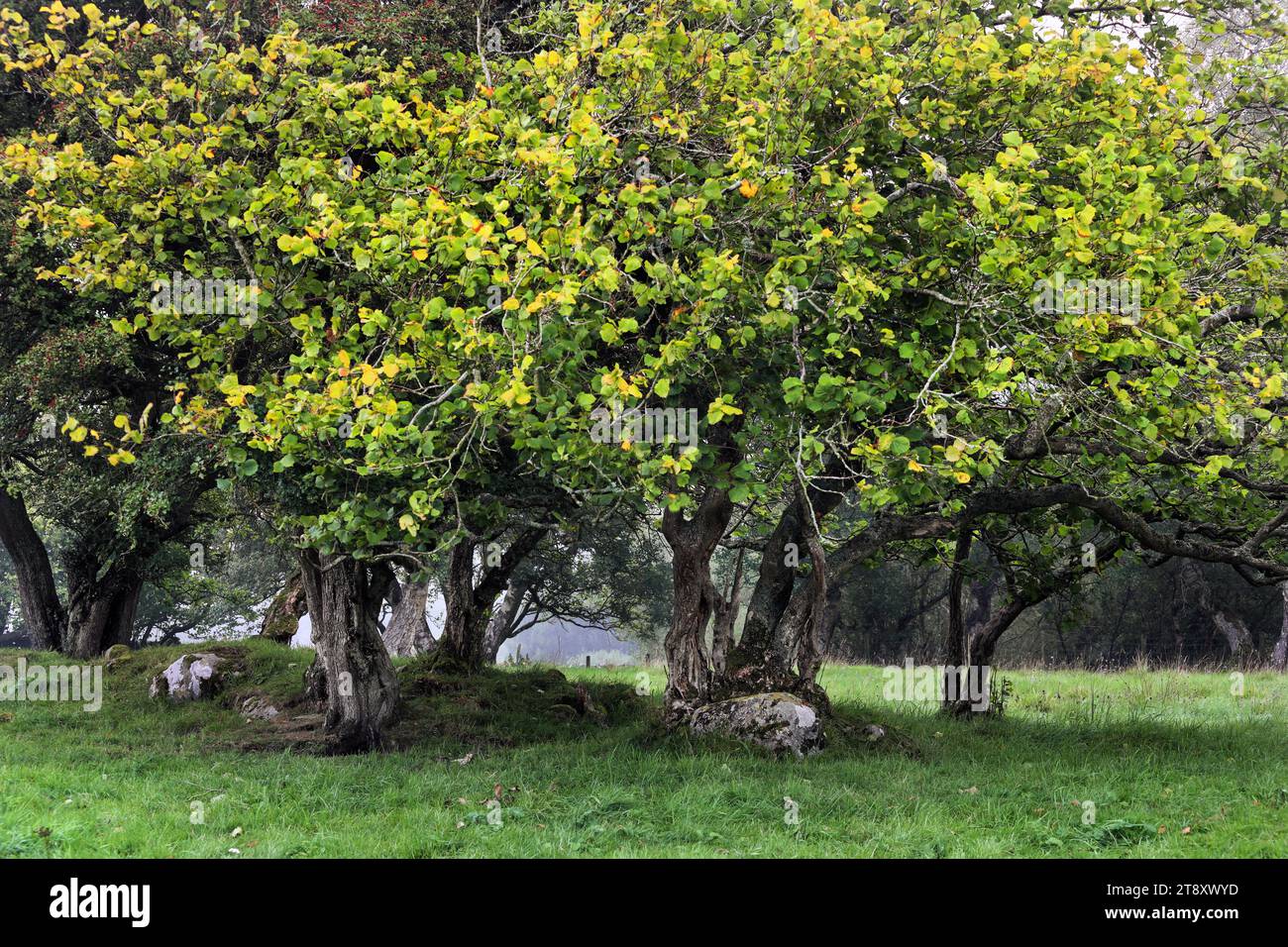 Stunted Reife Hasel (Corylus avellana) und Hawthorn (Crataegus monogyna) Bäume, Teesdale, County Durham, Großbritannien Stockfoto