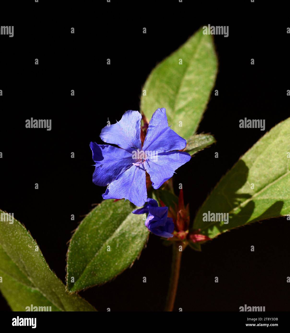 Bleiwurz, Cerastostigma, Wiimottiana ist eine wichtige Heilpflanze und eine Blume mit blauen Blueten. Leadwort, Cerastostigma, Wiimottiana ist ein wichti Stockfoto