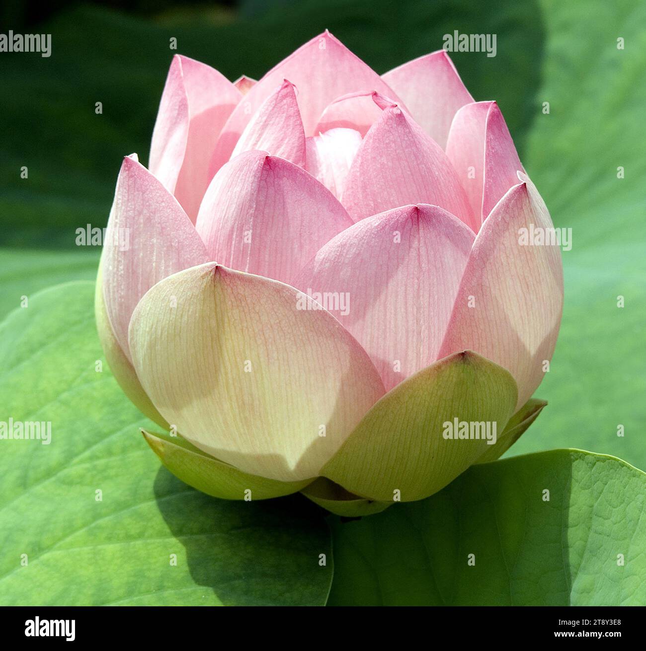 Lotosblume, Lotus nucifera, ist eine wunderschoene indische Wasser und