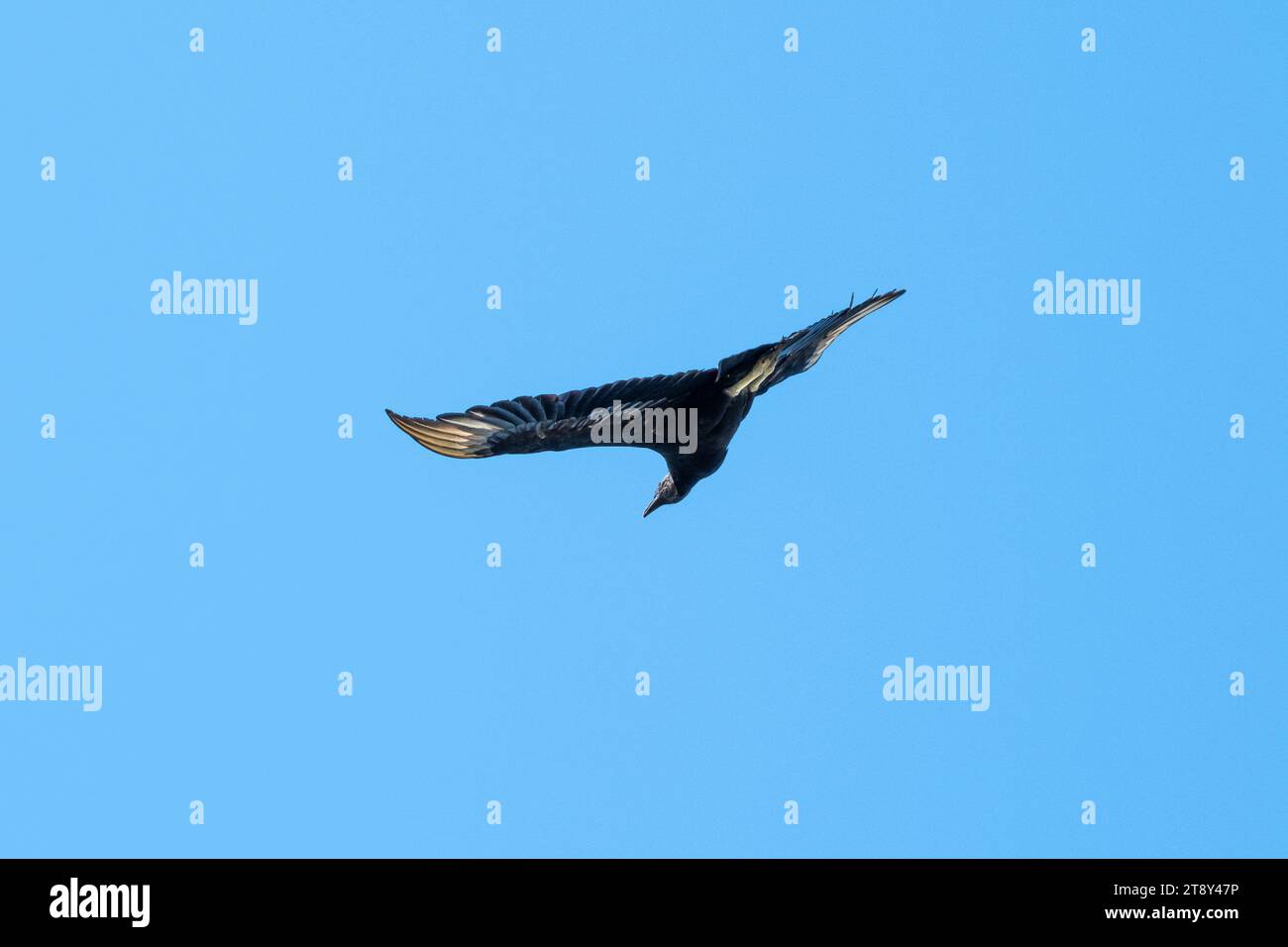 Schwarzer Geier Fliegt Mit Weißen Flügelspitzen Stockfoto