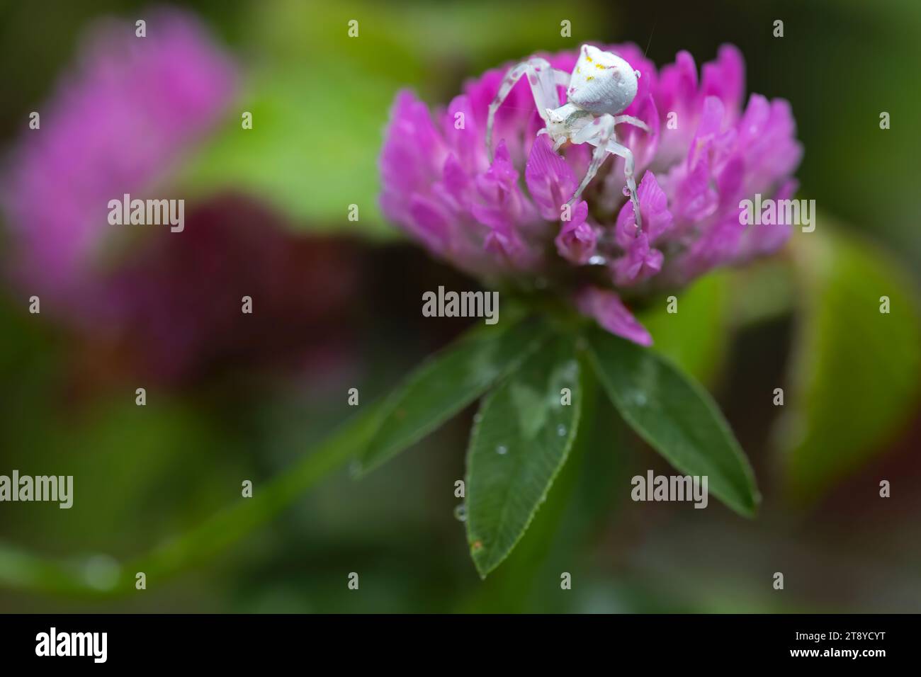 Die Krabbenspinne sitzt auf einer rosa Blume im Wald. Horizontales Naturfoto. Ich warte darauf, seine Beute zu jagen. Kopierbereich. Stockfoto