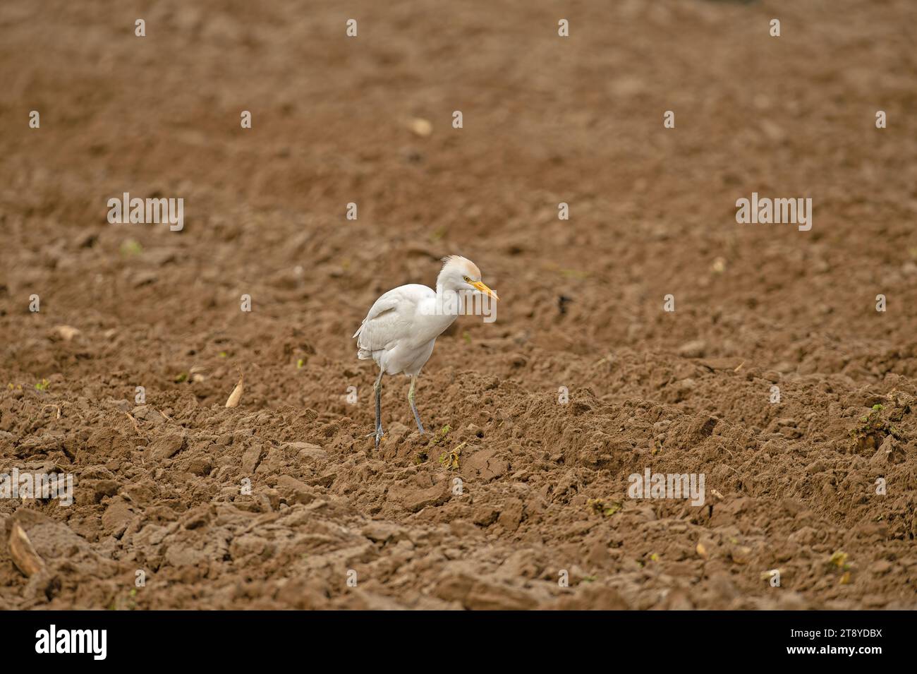 Westlicher Rinderreiher (Bubulcus ibis) auf der Jagd. Stockfoto