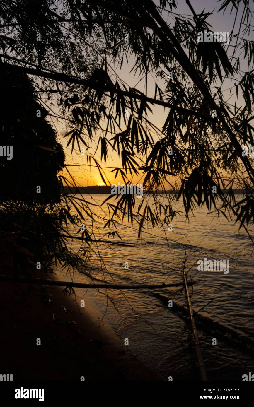 Sonnenuntergang durch den Bambus Stockfoto