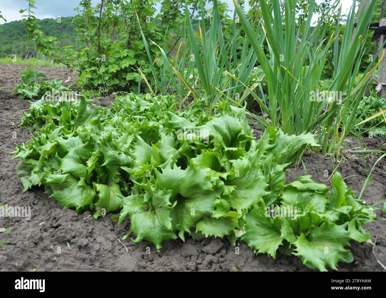 Im offenen organischen Boden wächst Salat (Lactuca sativa) Stockfoto