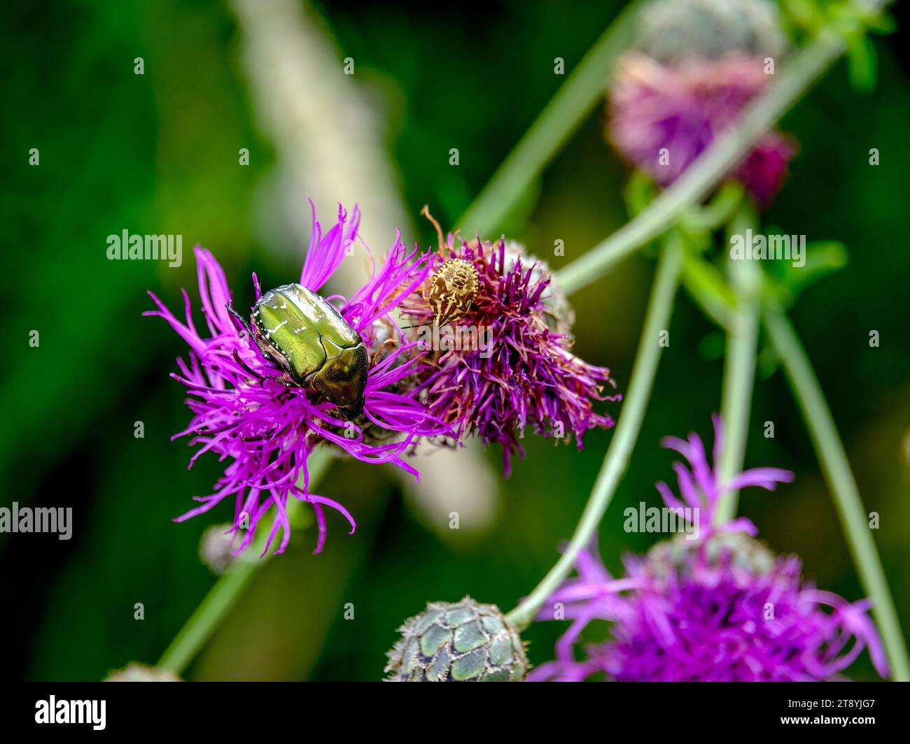 Nahaufnahme eines hübschen Käfers auf der Suche nach Essen, aufgenommen in Deutschland an einem sonnigen Tag. Stockfoto