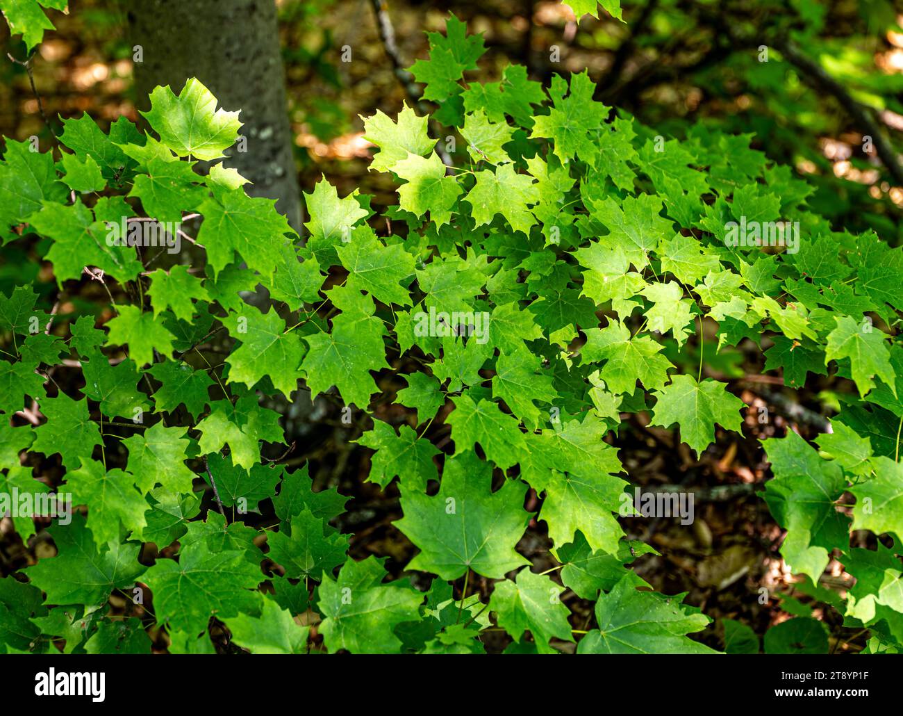 Schöne grüne Ahornblätter, die auf Ästen in einem dicken Wald leben, meist schattig, aber mit etwas Sonnenschein auf einigen. Stockfoto