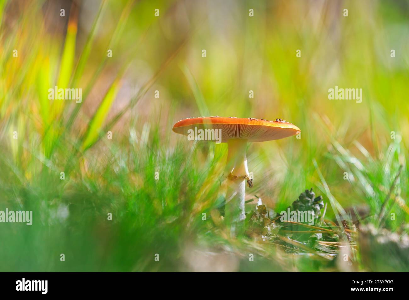 Traumhafte Nahaufnahme eines Amanita muscaria, Fliegenpilzes oder Fliegenpilzes basidiomycota muscimol mit typischen weißen Flecken auf einem roten Hut im Wald. Stockfoto