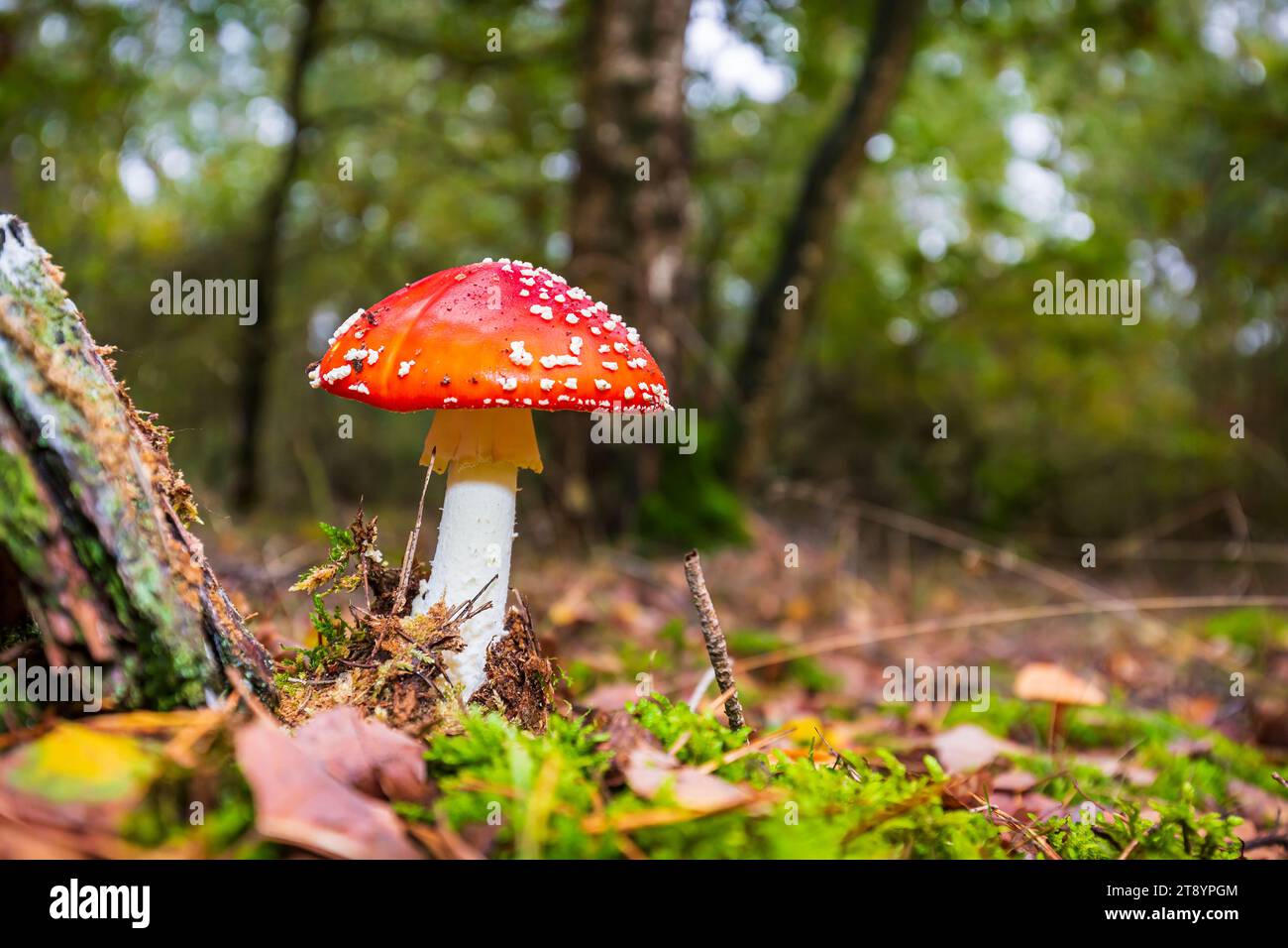 Amanita muscaria, fly Agaric oder amanita basidiomycota muscimol Pilz mit typischen weißen Flecken auf einem Red Hat in einem Wald fliegen. Natürliches Licht, lebendige Stockfoto