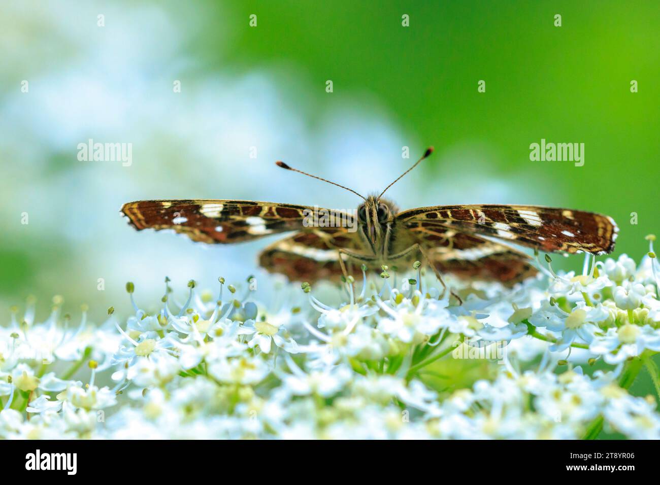 Draufsicht Nahaufnahme auf den Flügeln des Map Butterfly, Araschnia levana, im Sommer-Outfit. Die Karte zwei jährliche Brutvögel sehen sehr unterschiedlich aus. Diesen Sommer br Stockfoto