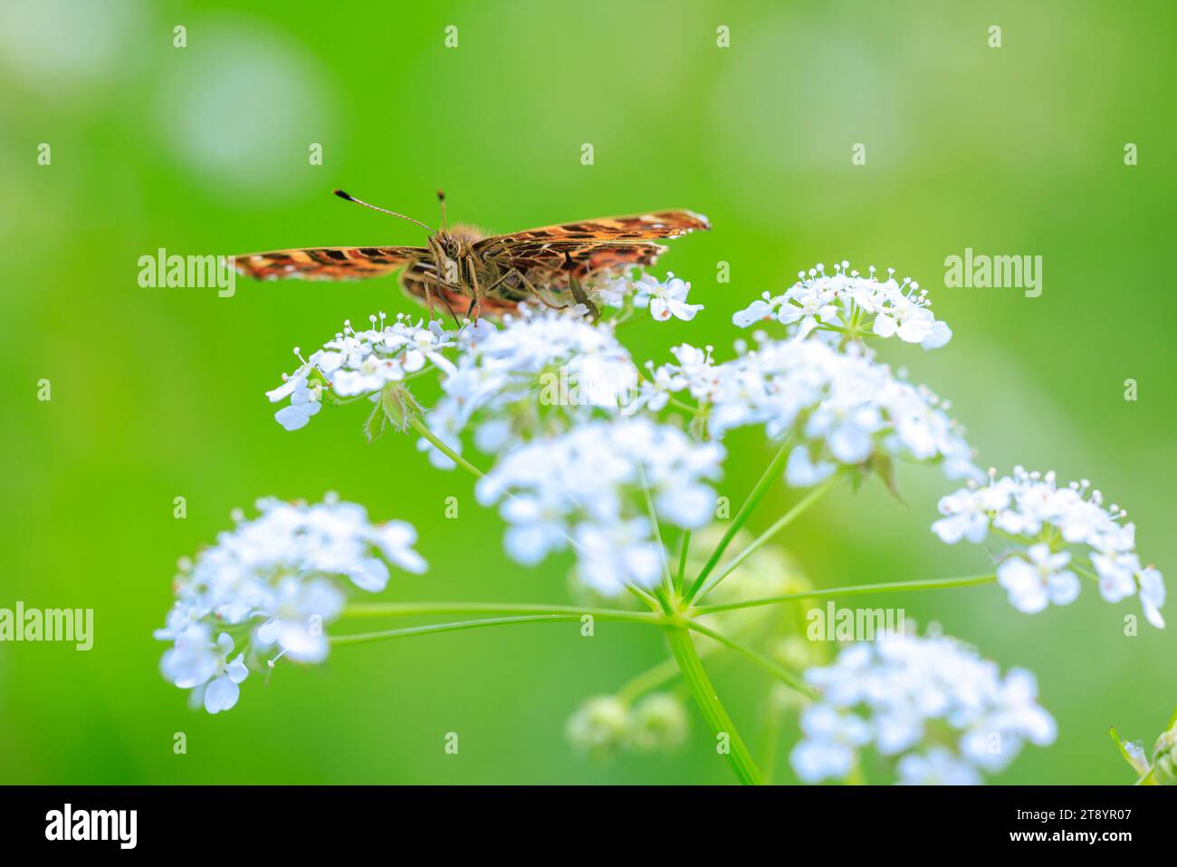 Nahaufnahme des Schmetterlings der Karte, Araschnia Levana, im Frühlingskostüm mit offenen Flügeln, Stockfoto