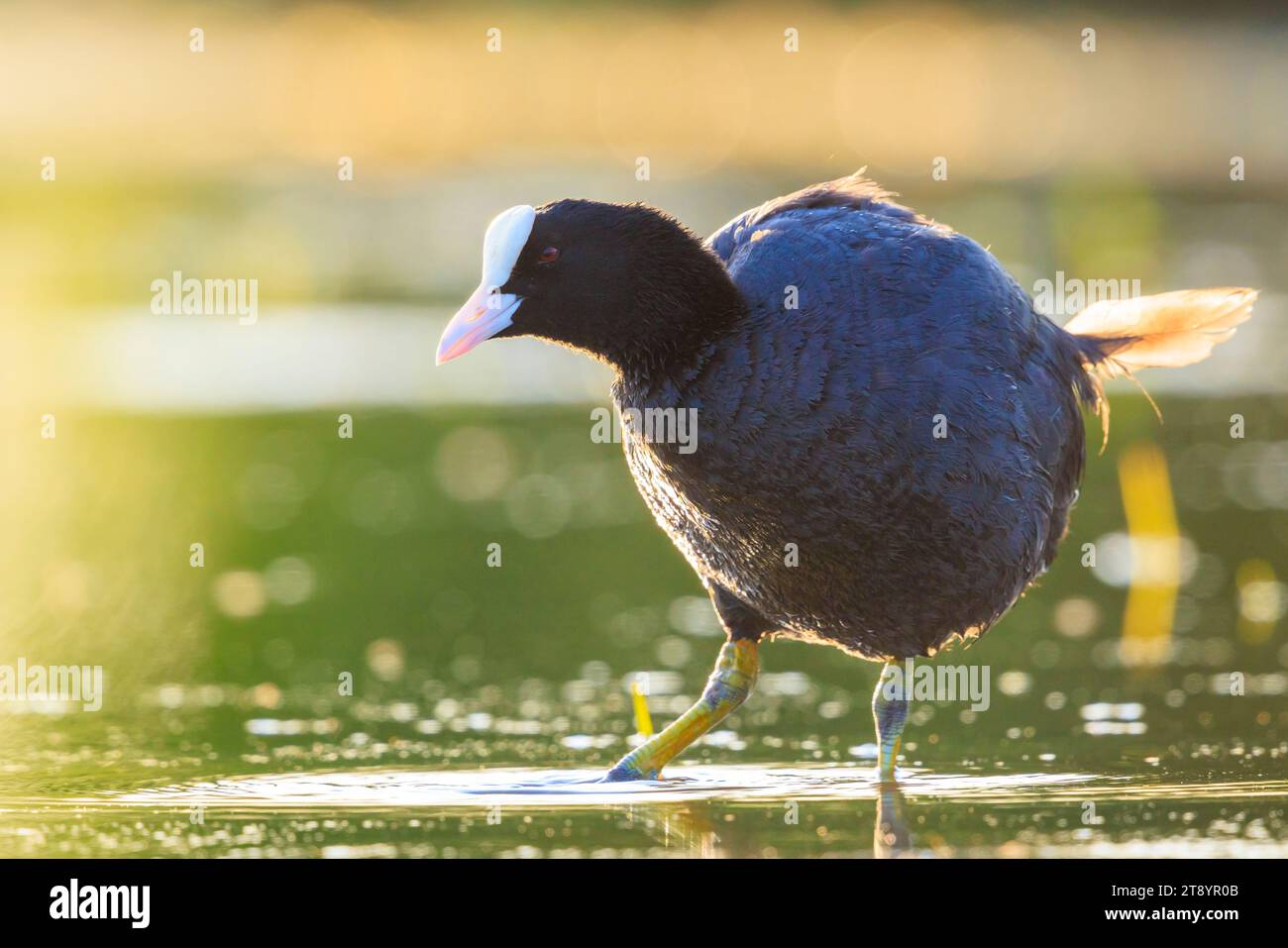 Eurasische Kutte, Fulica atra, Futtersuche von Wasservögeln während eines wunderschönen Sonnenuntergangs. Niedriger Blickwinkel, lebendige Farben und Sonnenlicht. Stockfoto