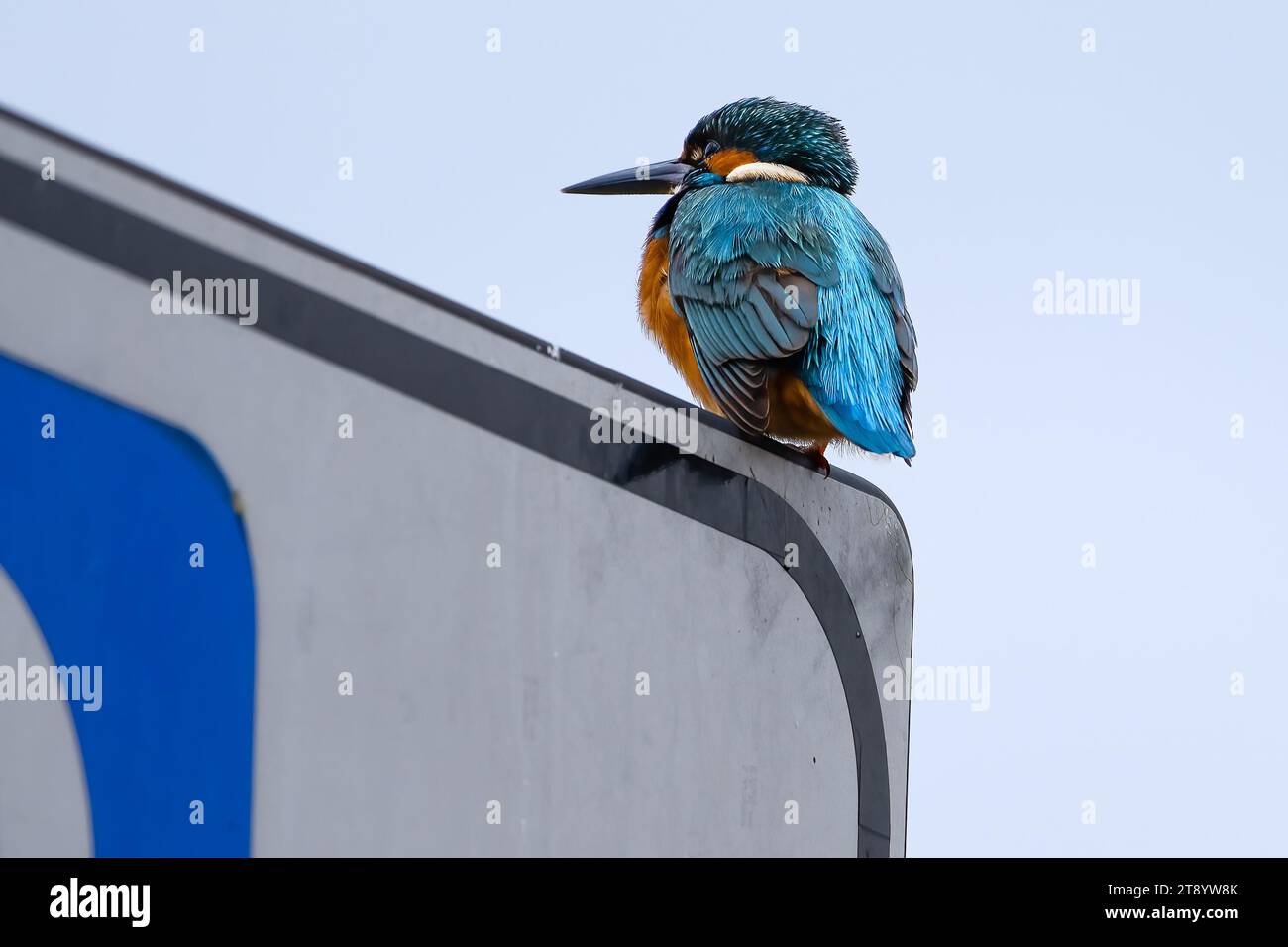 Riserva Naturale Pantani dell’Inferno, Italien, 20 Nov, 2023 Credit:Roberto Ramaccia/Alamy Live News Stockfoto