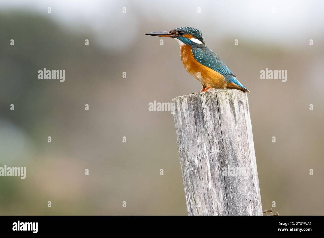 Riserva Naturale Pantani dell’Inferno, Italien, 20 Nov, 2023 Credit:Roberto Ramaccia/Alamy Live News Stockfoto