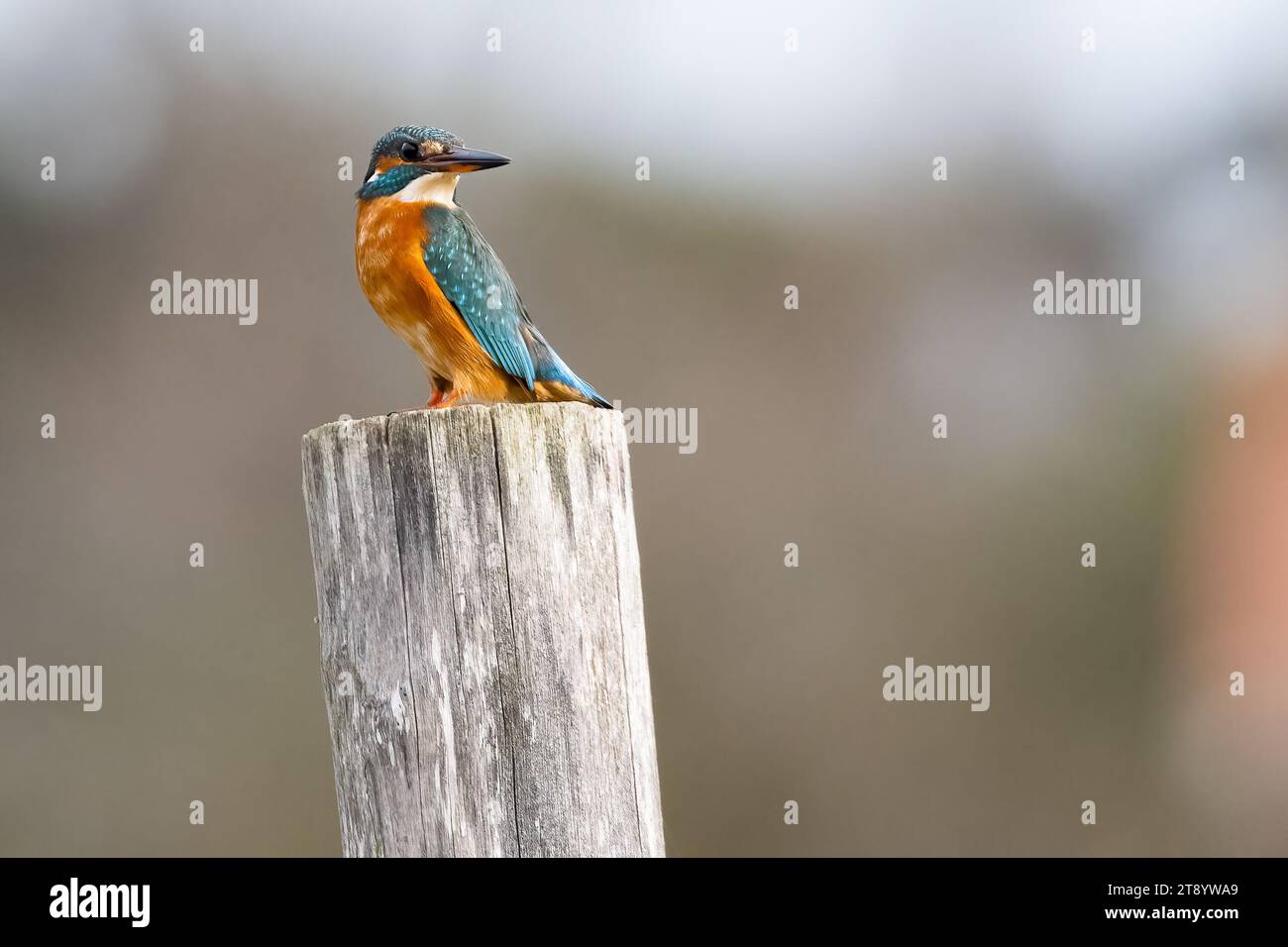 Riserva Naturale Pantani dell’Inferno, Italien, 20 Nov, 2023 Credit:Roberto Ramaccia/Alamy Live News Stockfoto