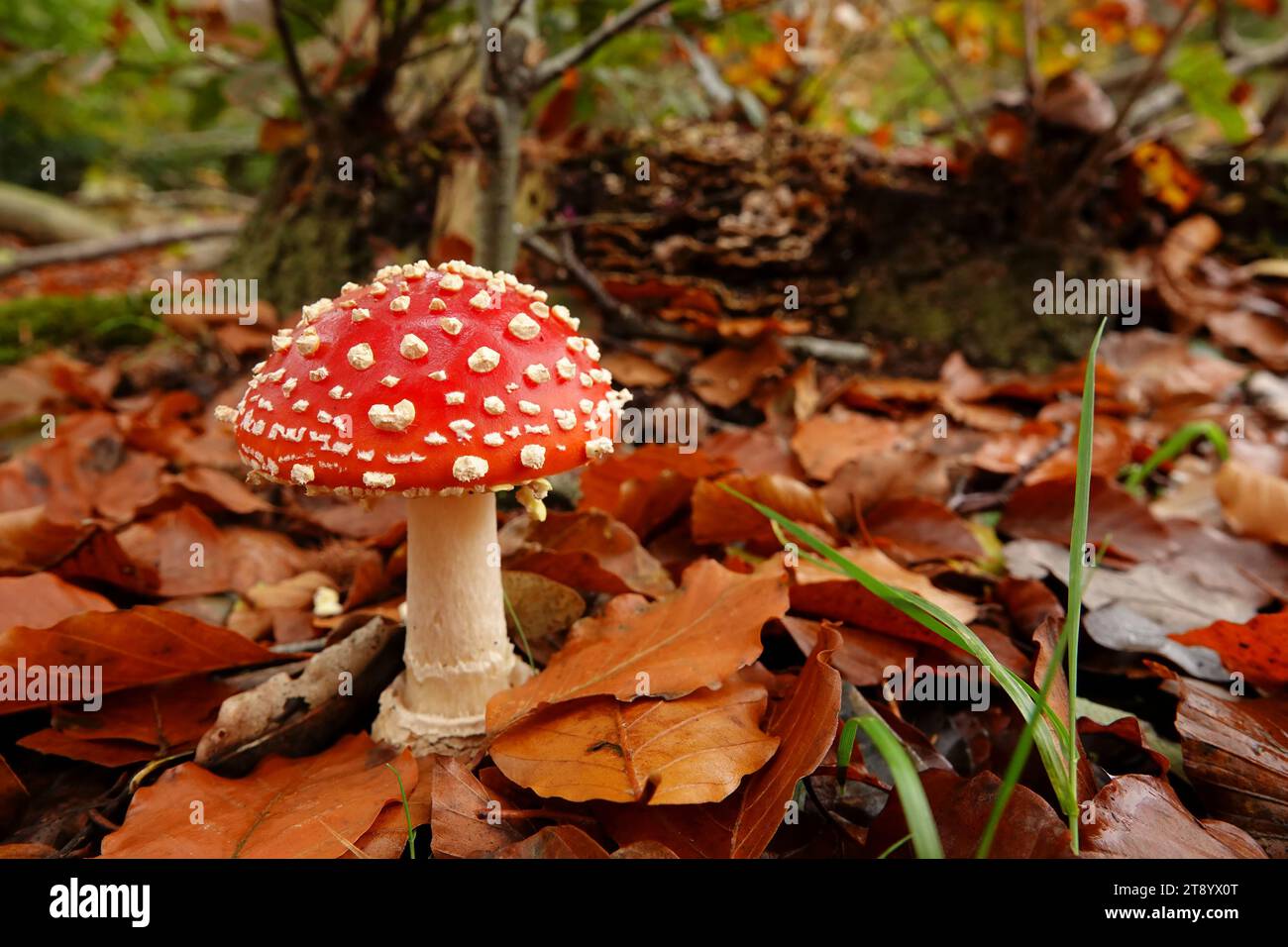 Natürliche Nahaufnahme auf einem Schild mit frischem leuchtendem Rot und weiß gepunktetem Fliegenpilz, Amanita muscaria, auf dem Waldboden Stockfoto