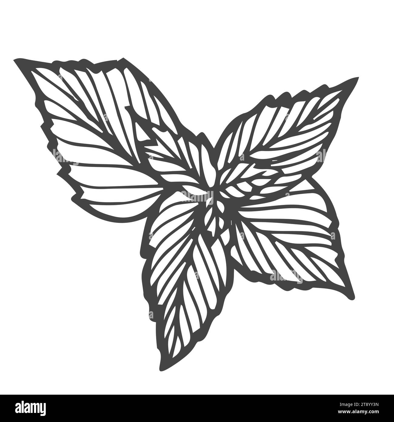 Mint. Handgezeichnete Minzpflanze und Blätter isoliert auf weiß. Kräuter Stock Vektor