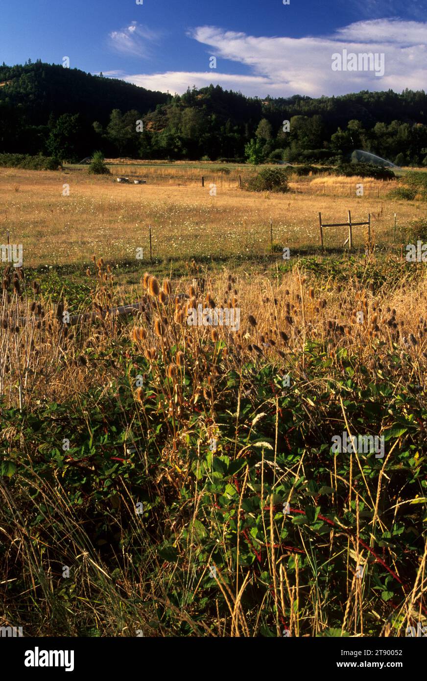 Grass Rangeland im South Umpqua River Valley, Myrtle Creek Canyonville Scenic Historic Tour Route, Oregon Stockfoto