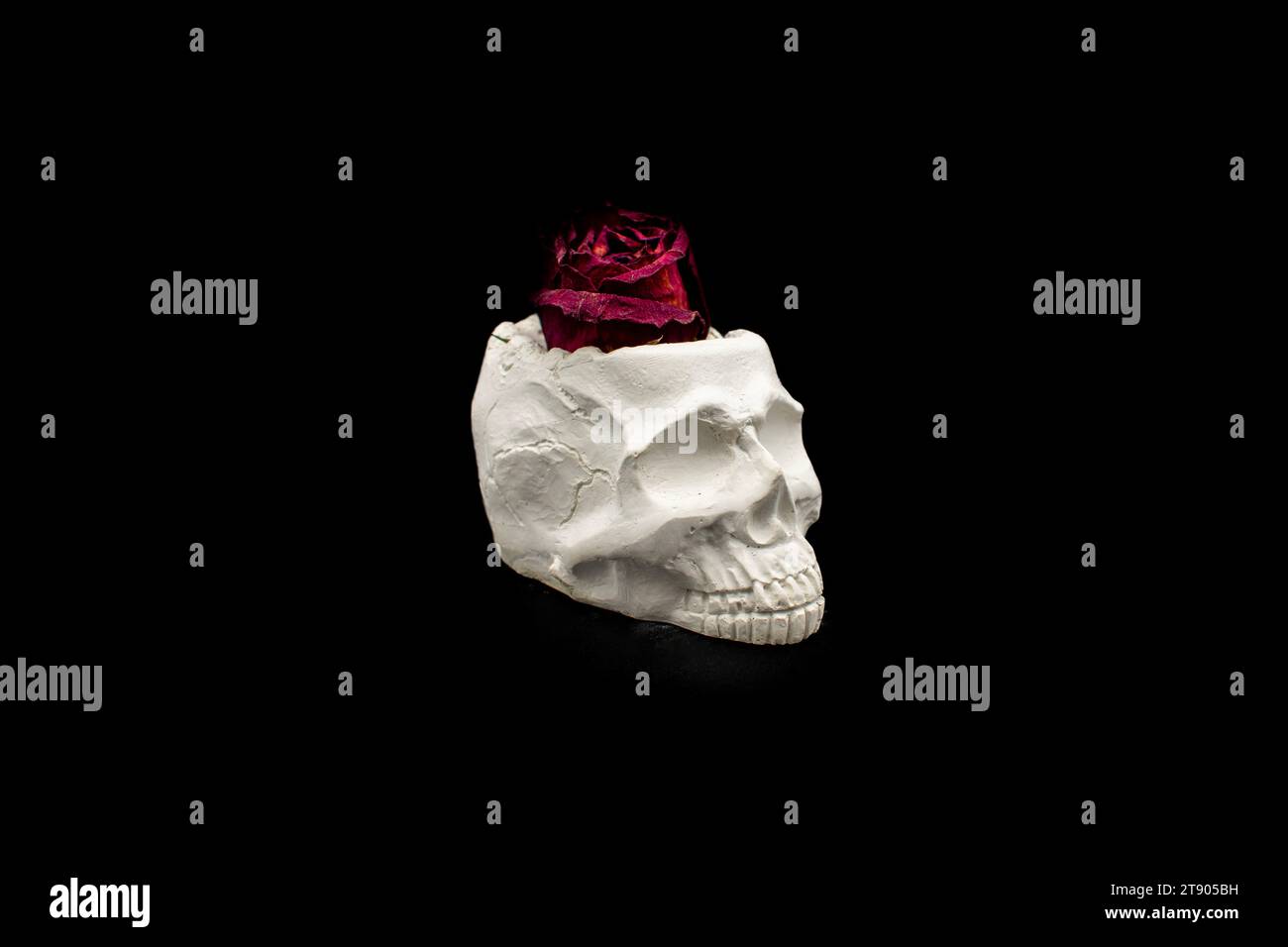 Gotische tote rote Rose in einem menschlichen Schädelgefäß auf schwarzem Hintergrund Stockfoto